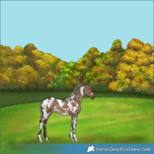 Horse Color:White Spotted Silver Brown Dun 
