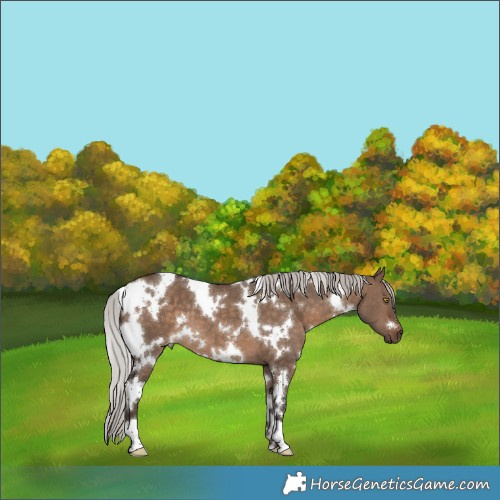 Horse Color:White Spotted Silver Brown Dun 