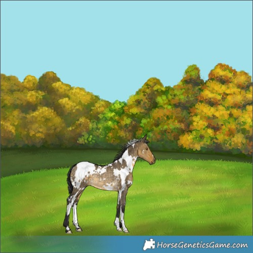 Horse Color:White Spotted Buckskin Dun Rabicano 
