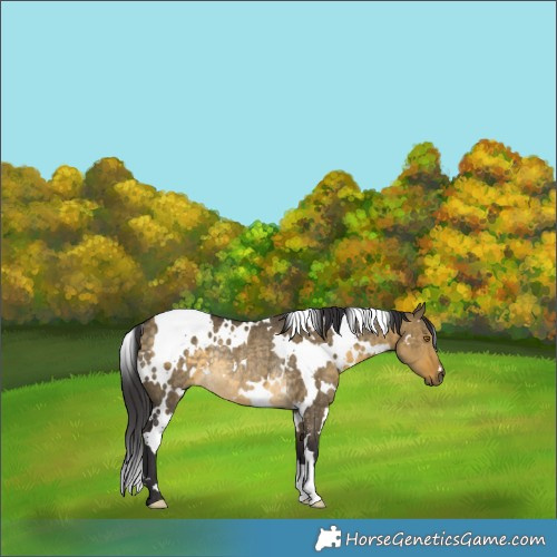 Horse Color:White Spotted Buckskin Dun Rabicano 