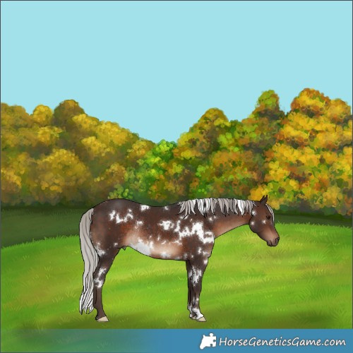 Horse Color:White Spotted Silver Brown Rabicano 