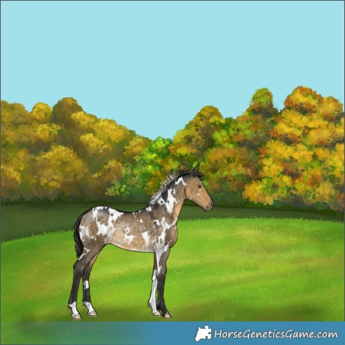 Horse Color:White Spotted Buckskin Dun Rabicano 