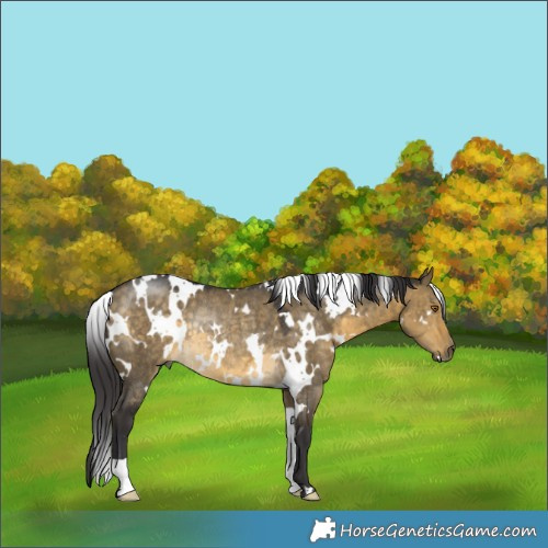 Horse Color:White Spotted Buckskin Dun Rabicano 