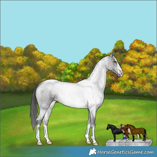Horse Color:Smoky Blue Roan 