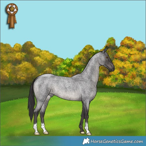 Horse Color:Smoky Blue Roan 