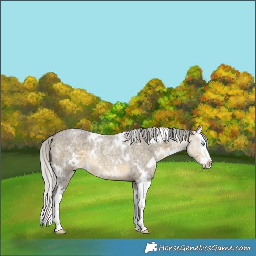 Horse Color:White Spotted Silver Buckskin Roan Dun Splash Rabicano 