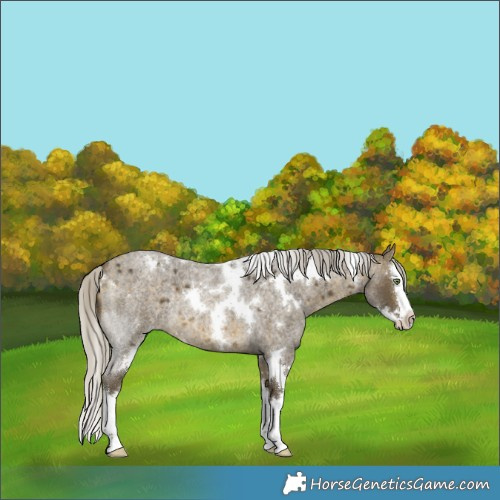Horse Color:White Spotted Silver Buckskin Roan Splash Rabicano 