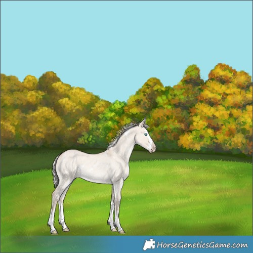 Horse Color:White Spotted Silver Smoky Creme Roan Dun Splash Rabicano 