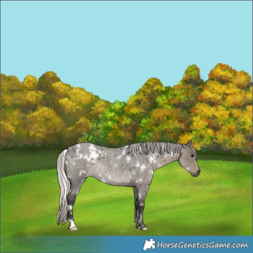 Horse Color:White Spotted Silver Smoky Grullo Roan Rabicano Brindle 