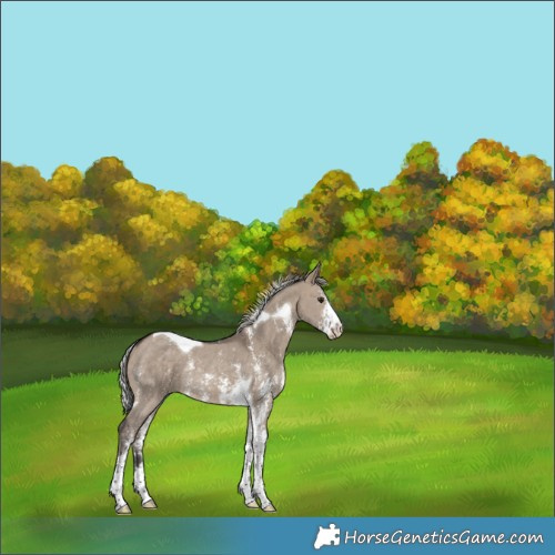 Horse Color:Silver Brown Dun Sabino Tobiano Rabicano 
