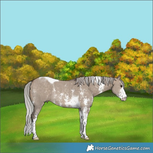Horse Color:Silver Brown Dun Sabino Tobiano Rabicano 