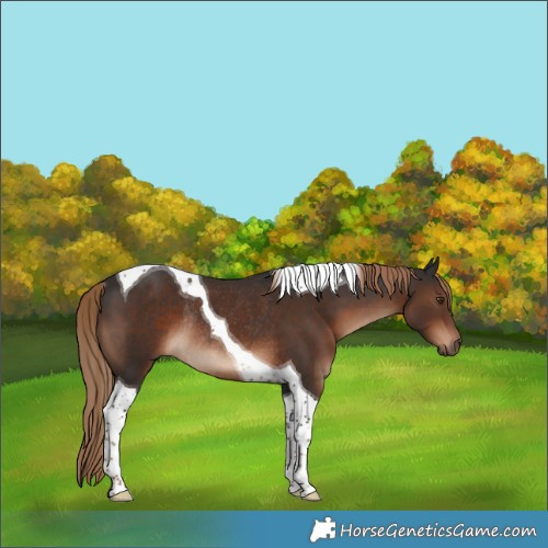Horse Color:Liver Chestnut Tobiano Rabicano