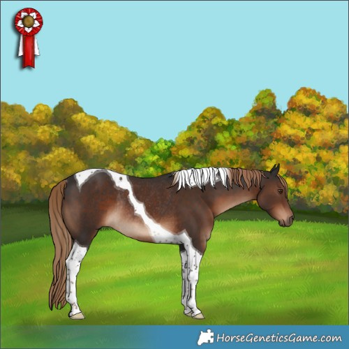 Horse Color:Liver Chestnut Tobiano Rabicano 