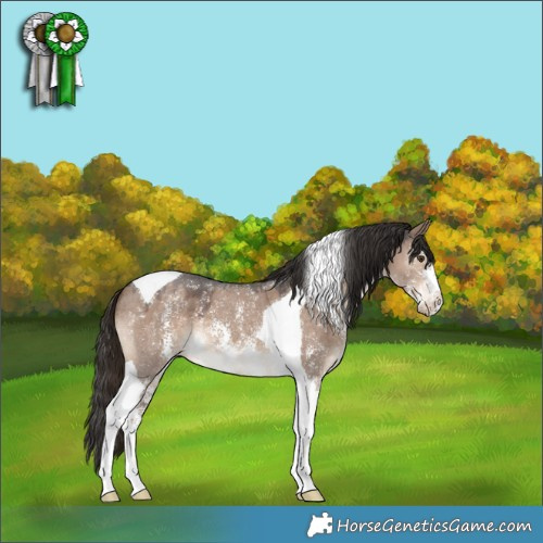 Horse Color:Liver Red Dun Sabino Tobiano 