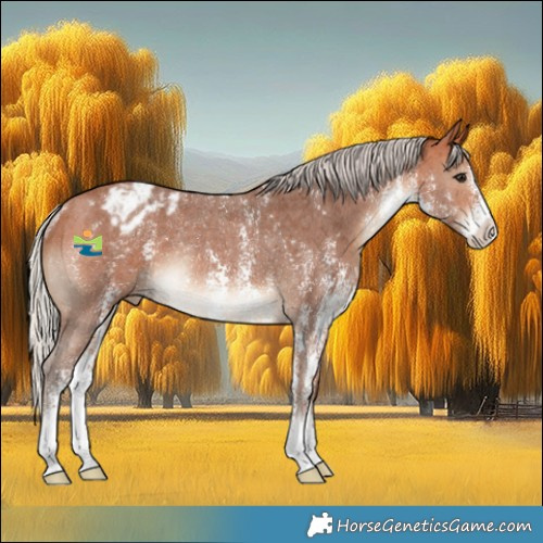 Horse Color:Silver Bay Sabino Appaloosa Rabicano 