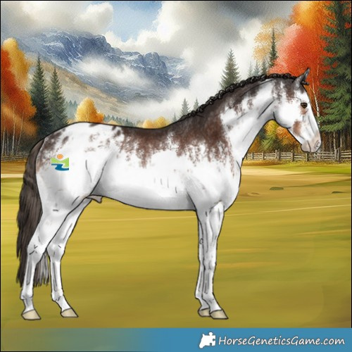 Horse Color:White Spotted Liver Chestnut Appaloosa Rabicano