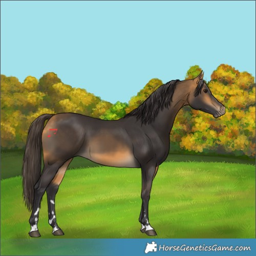 Horse Color:Buckskin