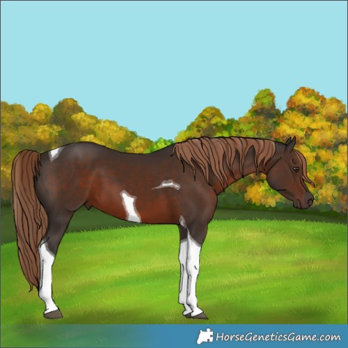 Horse Color:Liver Chestnut Tobiano 