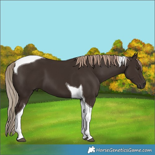 Horse Color:Liver Chestnut Tobiano 