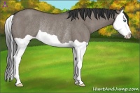 Horse Color:Grullo Splash Rabicano