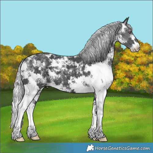 Horse Color:Silver Black Chinchilla Sabino 