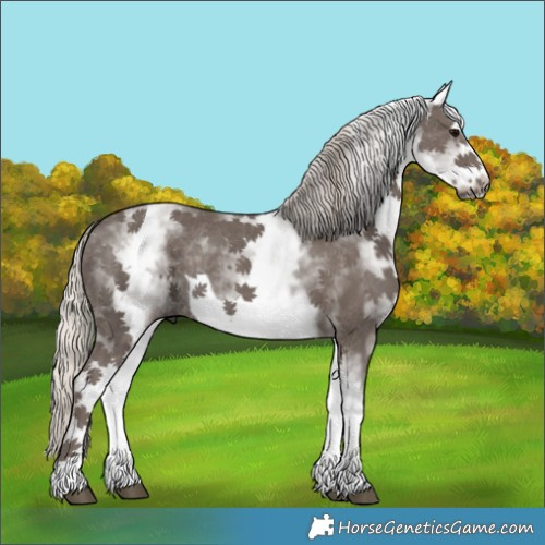 Horse Color:White Spotted Silver Black Frame Rabicano