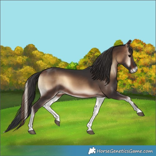 Horse Color:Brown Onyx 