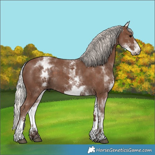 Horse Color:White Spotted Silver Black