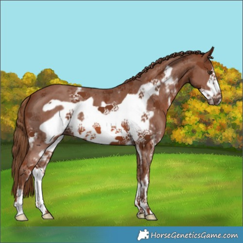Horse Color:Chestnut Sabino Frame 