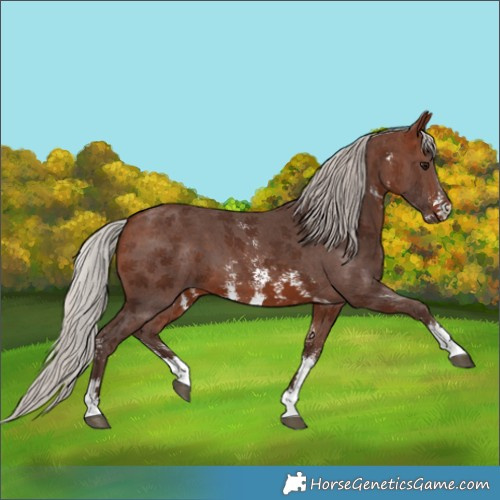 Horse Color:Silver Brown Sabino 