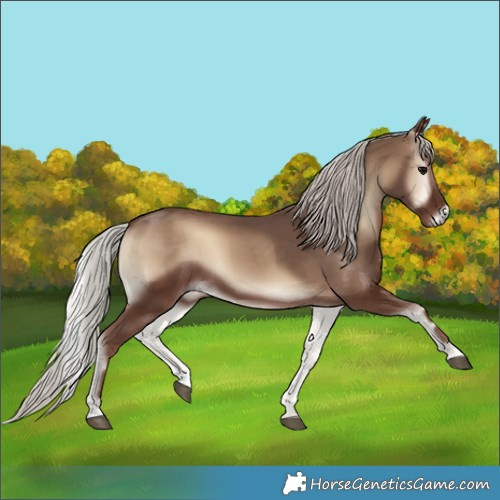 Horse Color:Silver Blue Onyx 