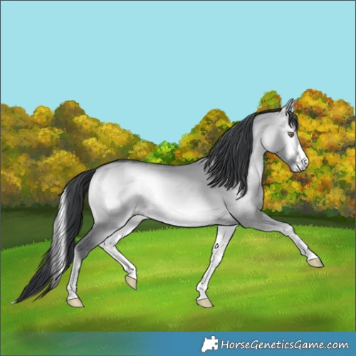 Horse Color:Brown Chinchilla Onyx 