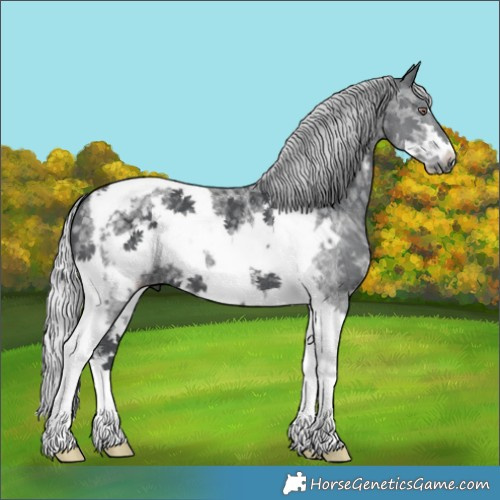 Horse Color:Silver Black Chinchilla Sabino Tobiano Frame
