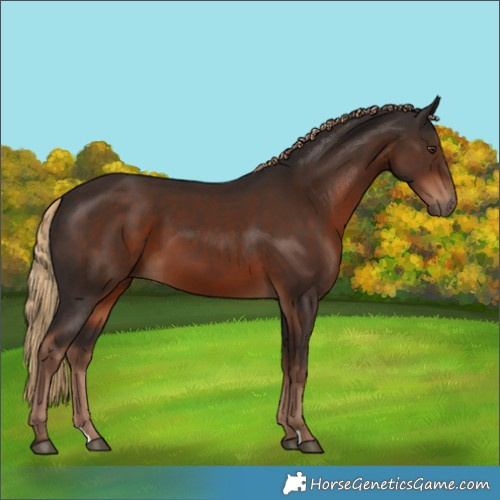 Horse Color:Liver Chestnut 