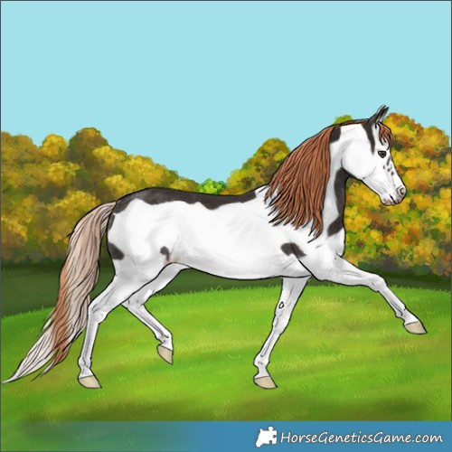 Horse Color:Liver Chestnut Splash Frame Rabicano 