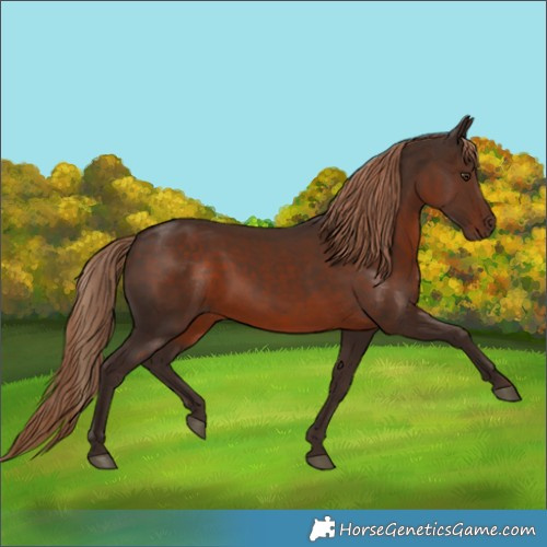 Horse Color:Liver Chestnut 