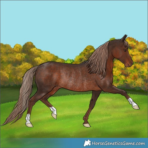 Horse Color:Liver Chestnut Rabicano 