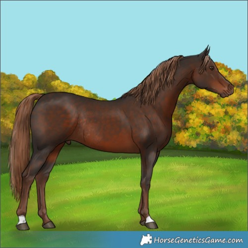 Horse Color:Liver Chestnut Rabicano