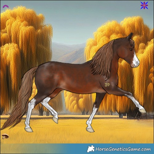 Horse Color:White Spotted Liver Chestnut