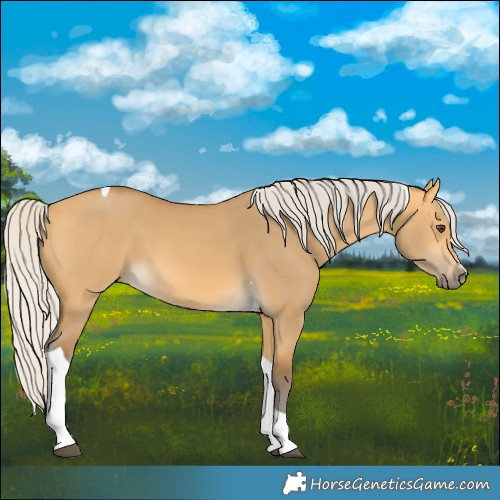 Horse Color:Silver Buckskin Dun Tobiano 