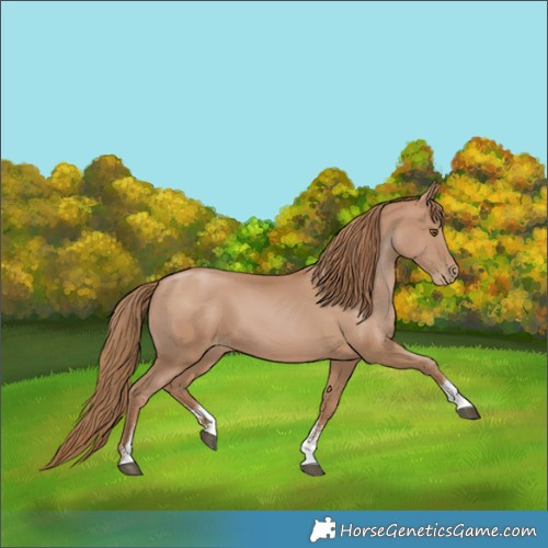 Horse Color:Black Pearl Sabino 