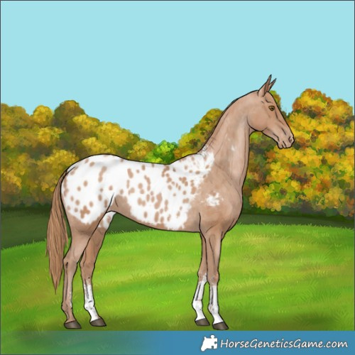 Horse Color:Black Pearl Sabino Blanket