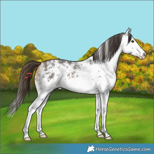 Horse Color:White Spotted Buckskin Splash 