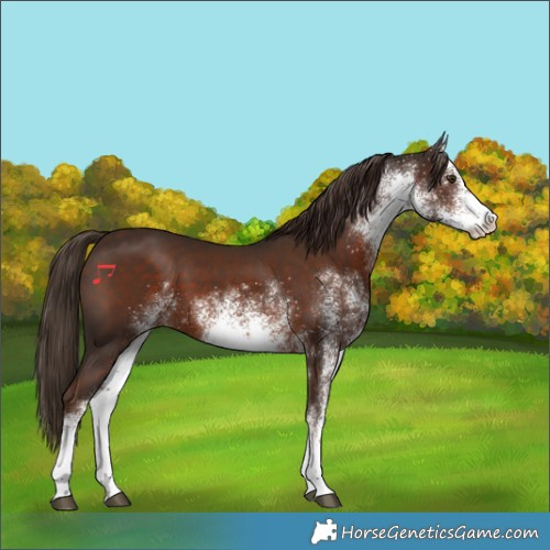Horse Color:White Spotted Liver Chestnut