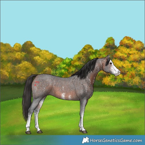 Horse Color:White Spotted Bay 