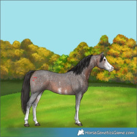 Horse Color:White Spotted Bay
