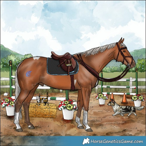 Horse Color:Silver Bay Tobiano Rabicano