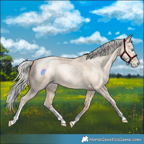 Horse Color:Powder White Silver Amber Champagne Pearl Dun Tobiano Appaloosa Rabicano 