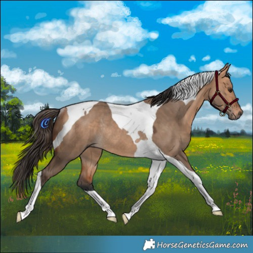 Horse Color:Bay Dun Tobiano Rabicano 