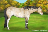 Horse Color:White Spotted Bay Dun Frame